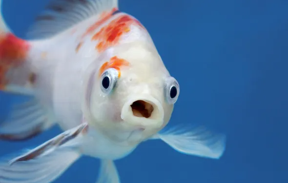 Animais em inglês peixes